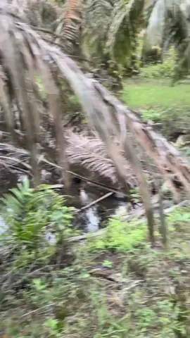 Spot bujuk😬#kayuburuk #paritsawit #ontop 