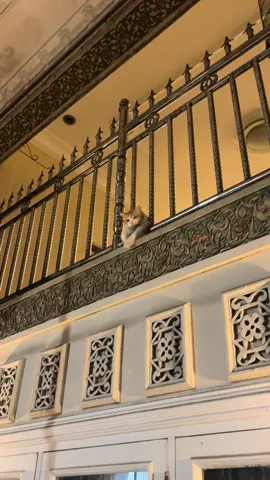 malam minggu= galau #sadvibes🥀 #galaubrutal #kucinggalau #fyp #kucinggemoy 