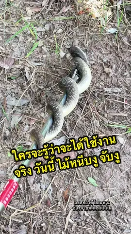 ใครจะรู้ว่าจะได้ใช้งานจริง วันนี้ ไม้หนีบงู จับงู #ไม้หนีบงู #อุปกรณ์จับงู #งู #งูเห่า #หน้าฝน 
