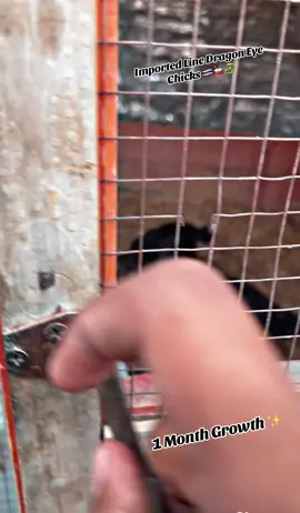 #creatorsearchinsights MA SHA ALLAH Outclass 1 Month Imported Line Chicks 🐣 Growth Challenge #aseellovers #foryou #pakoya #aseel @Purethai🇹🇭BirdsLahore2.0🐉 @Pure Thai 🇹🇭 Birds Lahore 🐉 