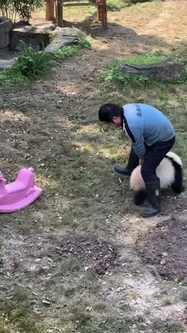 Interesting pandas#panda🐼 #pandas #foryou #pandababy #usa_tiktok 