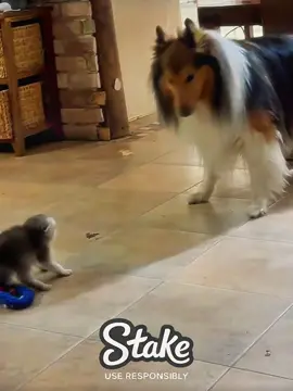 Cat mother protecting her children