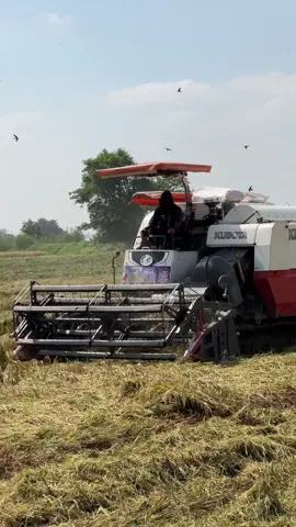 Lúa ngã chạy Liêu riêu @Hào Đặng 🤫 @Đặng Thành Lợi @sang đặng 