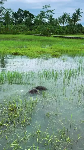 #Hewenpeliharaan #viral #lucu🤓 