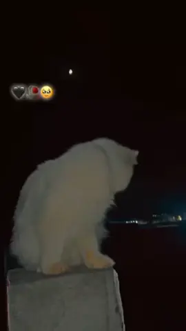 #duet with @Farman Ali 302384