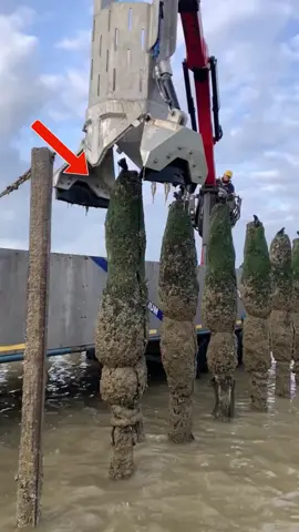 Beginilah cara cepat memanen kerang  #fyp #foryou #foryoupage #kerang #panen 