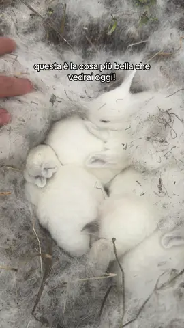 sembrano delle palline di zucchero filato🥺