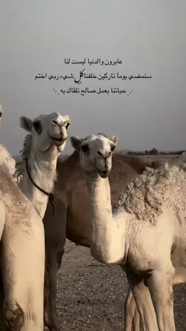 اللهم احفظنا فالدنيا