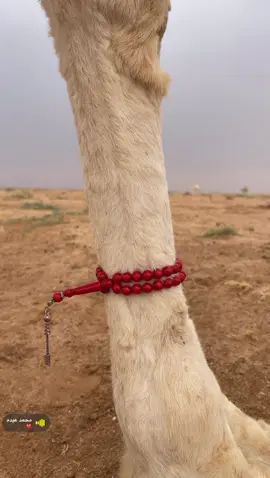 #2628 #اكسلور #مرسيدس_بنز #اكسبلور #ماشاءالله_تبارك_الله 