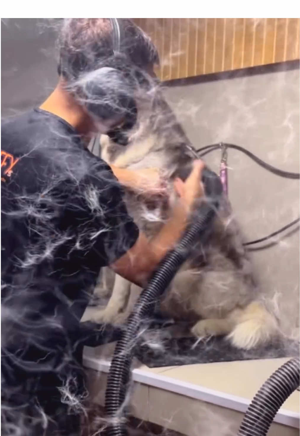 Gente, só esclarecendo uma coisa importante ❤️🐾 O Husky não usa protetor auricular porque ele não aceita, fica irritado e estressado. Por isso, usamos algodão próprio para pets, que protege o ouvido do som sem incomodar o cachorro. A segurança e o bem-estar deles sempre vêm em primeiro lugar aqui no Flufy. 💙🧡 Obrigada a todos que se preocupam! 🐶✨