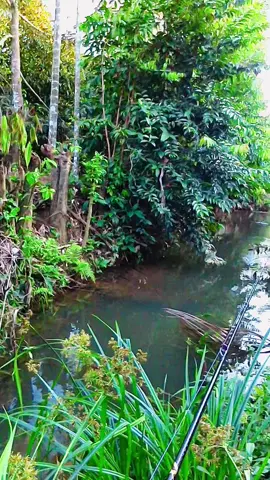 ช่วงนี้มีแต่ไซด์เค็มๆ #ตกปลา #ตกปลาช่อนข้างทาง