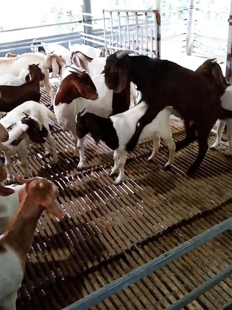 goat meeting new children USA #goatmeeting #AmericanWildlife #usa #FunnyAnimals #fyp 