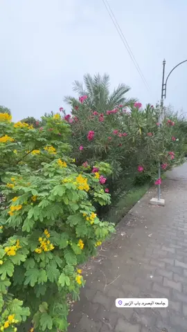 واخيراً 🌧️🩵.                               #جامعة_البصرة_باب_الزبير #جامعة_البصرة #اكسبلورexplore #ترند_تيك_توك_مشاهير  
