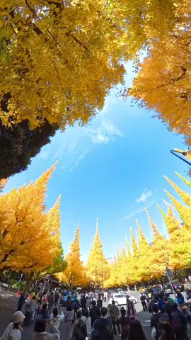 Tokyo nay đã vàng lắm rồi mấy bạn 🥰#meijigingugaien