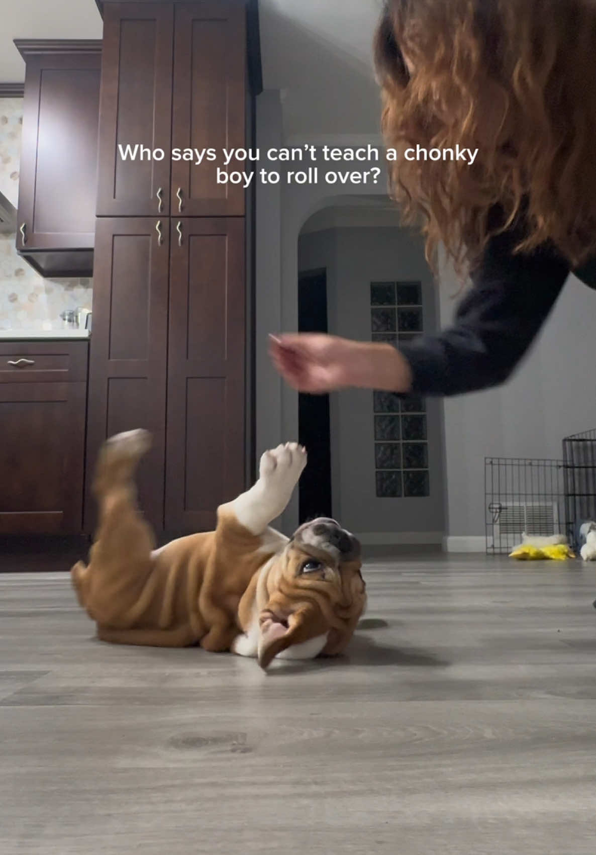 One of Kilo’s many tricks ✨ #englishbulldog #englishbulldogsoftiktok #englishbulldogpuppy #puppy #dogtricks 