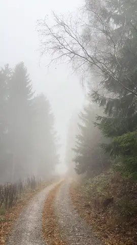 go back to your roots#harz #germany #wood #roots #tree 