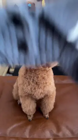 áo cho cún#pest #xyzbca #chó #thucung #xuhuong 