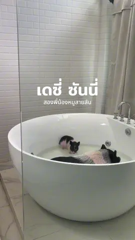 เดซี่สายลับ 7 เดือน • ซันนี่สายลับ 1 เดือน แวะมาเจอกับหมูสายลับได้ทุกวันที่ร้าน 99 คาเฟ่เชียงใหม่ #เดซี่หมูสายลับ #ซันนี่หมูสายลับ #99คาเฟ่เชียงใหม่ #คาเฟ่เชียงใหม่ #99restaurantcafe 