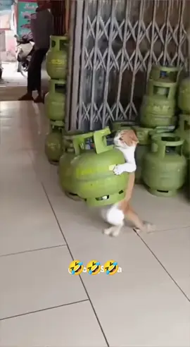 awal niat mau bantu malah  maling 🤣🤣🤣🤣🤣 #kucing #kucinglucu #kucingtiktok #fyppppppppppppppppppppppp #viraltiktok 