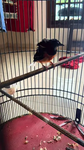 MB.Radja Semar Setelah no 1 di Prasasti Malang,langsung mabung total 🥰 #fypシ゚ #fypage #muraibatuindonesia #muraibatu #semarang 