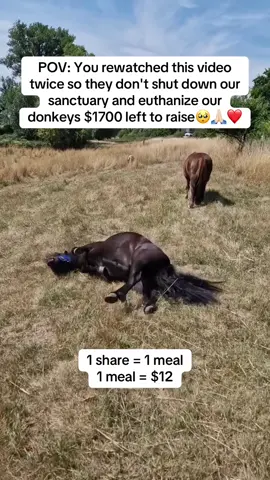 Every comment will mean the world to me🥺🙏🏻❤️ #donkeysoftiktok #sanctuary #animalsoftiktok #fyp #viralvideo 