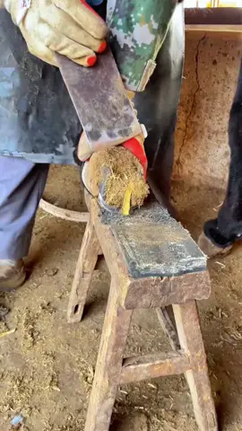 #donkey #hoofcare #hoofcleaning #asmr #viraltiktok 