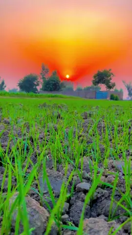 #pindawale #پنڈاں_والے #ساڈا_پنجاب🍁🥀 #foryou #viral #1millionviews 