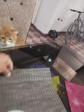 #mandarinismo #mandarino #mandarinovibra #mandarinonoticias 