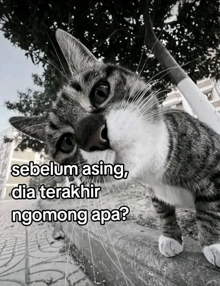 Berikut adalah panduan lengkap cara membuat kacang telur yang renyah dan gurih, termasuk bahan-bahan dan langkah-langkahnya.  Bahan-bahan : 500 gr kacang tanah mentah 2 butir telur ayam 150 gr gula pasir (atau gula halus) 6 siung bawang putih, haluskan (opsional, untuk rasa gurih) 1 sdt garam ½ sdt vanili bubuk 4 sdm margarin, lelehkan 500 gr tepung terigu protein sedang 50 gr tepung maizena (atau tepung tapioka) Minyak goreng secukupnya  Langkah-langkah Persiapan Adonan Cair: Dalam wadah, campurkan telur, gula pasir, garam, vanili bubuk, dan bawang putih halus (jika menggunakan). Tambahkan margarin cair, lalu aduk atau blender bahan-bahan tersebut hingga gula larut dan semua bahan tercampur rata. Persiapan Bahan Kering: Dalam wadah terpisah, campurkan dan ayak tepung terigu dan tepung maizena. Aduk rata. Proses Pelapisan Kacang: Masukkan kacang tanah yang sudah dibersihkan ke dalam adonan cair. Aduk rata hingga semua kacang terlapisi adonan telur. Siapkan tampah atau wadah lebar. Ambil beberapa sendok kacang yang sudah dibasahi adonan, lalu taburi dengan campuran tepung kering. Aduk atau goyangkan wadah secara melingkar hingga tepung menempel rata pada kacang dan membentuk lapisan. Ayak kacang untuk membuang sisa tepung yang tidak menempel agar hasilnya lebih rapi dan renyah. Ulangi proses pembasahan dengan adonan cair dan pelapisan tepung ini beberapa kali (sekitar 3-4 kali) hingga ketebalan kulit kacang yang diinginkan tercapai dan adonan habis. Penggorengan: Panaskan minyak goreng dalam jumlah banyak di wajan dengan api kecil. Masukkan kacang telur secukupnya ke dalam minyak panas. Jangan terlalu sering dibalik pada tahap awal penggorengan agar kulitnya kokoh dan tidak hancur. Setelah kulitnya mulai kokoh, aduk sesekali agar matang merata. Goreng hingga kacang berwarna kuning kecoklatan. Angkat dan tiriskan kacang telur. Biarkan dingin sepenuhnya sebelum disimpan dalam wadah kedap udara agar kerenyahannya tahan lama.  #sad #asing #galaubrutal #galau