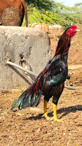 #aseel #aseellovers #aseelmurga 