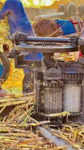 Gur Sardio ke sogat🫠🥰|| winter is coming #forupage #viral_video #پنجاب #wintervibes #پنڈاں_والے👑 