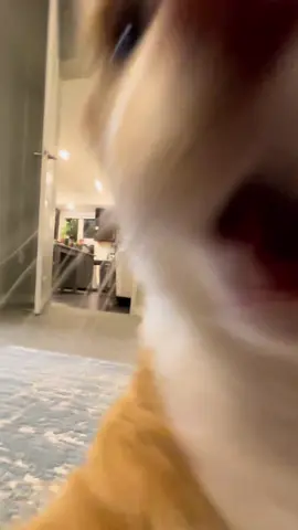 Mango, the Prince of Terror, ruler of chaos and destroyer of calm. #fyp #cat