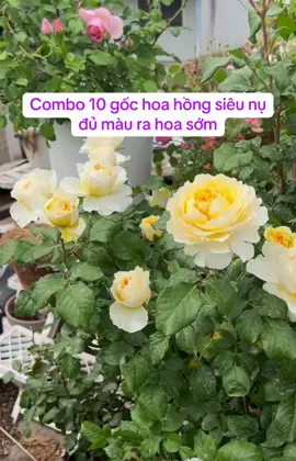 Trồng 1-2 tháng là ra hoa xinh rồi ạ🌹 #rose #hoahồng #viral 