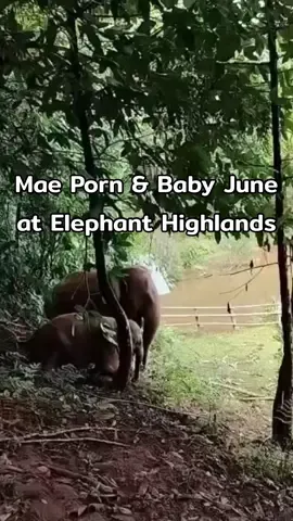 At Elephant Highlands, Mae Porn and baby June love spending their days roaming freely through the mountains. One of their favorite activities is sliding and rolling down the soft hills together! It may look like they’re just playing, but this behavior is actually very natural and beneficial for elephants. Rolling or sliding on the ground helps them stretch their muscles, cool off, and cover their skin with a thin layer of dirt or mud — which acts as a natural sunscreen and insect repellent. It’s also a way for them to bond and express happiness, especially for little June, who’s always full of playful energy. ที่ Elephant Highlands แม่พรและน้องจูนใช้ชีวิตอย่างอิสระท่ามกลางภูเขาและธรรมชาติอันเงียบสงบ กิจกรรมโปรดของทั้งคู่คือการกลิ้งและไถลตัวลงจากเนินดินนุ่ม ๆ ซึ่งดูเหมือนจะเป็นแค่การเล่นสนุก แต่จริง ๆ แล้วเป็นพฤติกรรมตามธรรมชาติที่มีประโยชน์มากสำหรับช้าง การกลิ้งตัวลงบนดินช่วยให้พวกเขาได้ยืดกล้ามเนื้อ ระบายความร้อน และเคลือบผิวด้วยชั้นดินบาง ๆ ที่ช่วยป้องกันแสงแดดและแมลงตามธรรมชาติ อีกทั้งยังเป็นช่วงเวลาแห่งความสุขที่ช่วยสร้างสายใยระหว่างแม่ลูก โดยเฉพาะน้องจูนที่เต็มไปด้วยพลังและความซุกซนในทุกวัน #ElephantHighlands #RescueElephant #ElephantsOfThailand #ElephantBehavior #SaveElephants