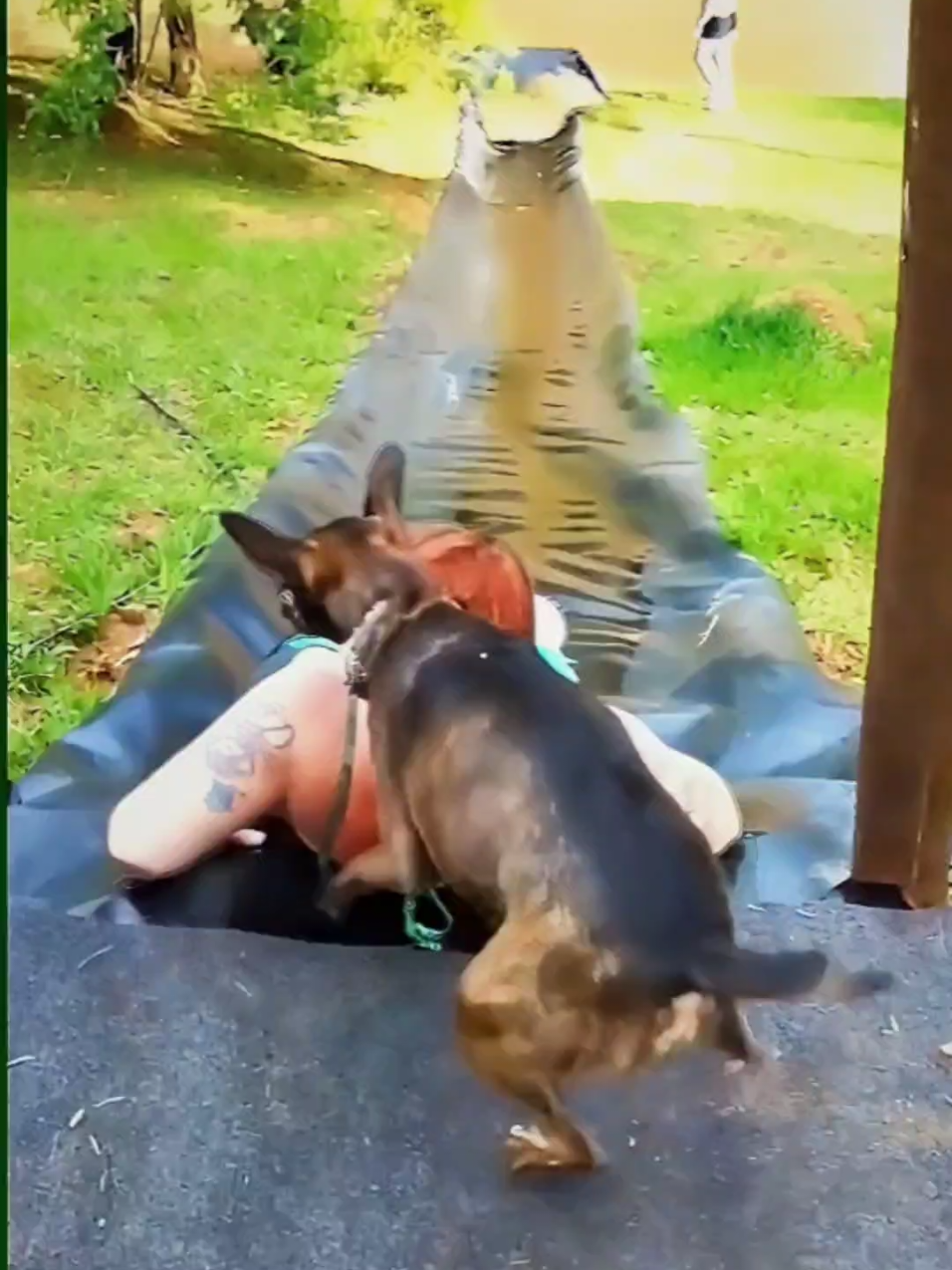 🤣Funny Animals 2025🤣Funny Dogs Video🐶 part-228 #funnyanimalvideos #funnyanimals #funnyvideos 