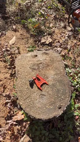There are lots of ways to sharpen a chainsaw in the field, but this might be the fastest. #treework #chainsaw #stihl #satisfying #