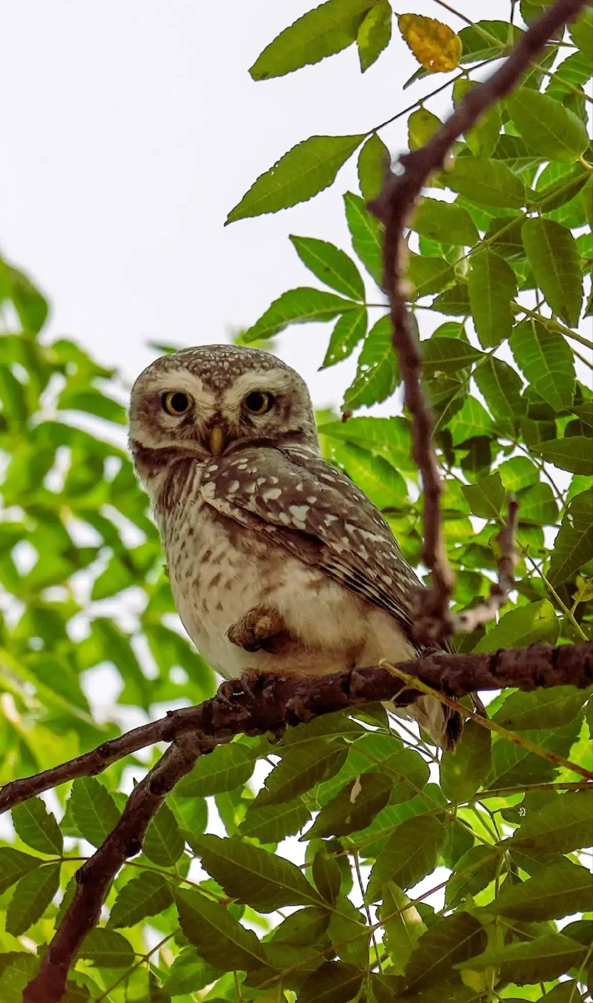 There are 8,400,000 species of life.