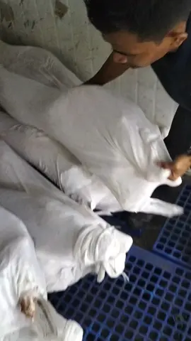 yuk Ready kembali pocong  di order #malayindo🇲🇨🇲🇾 #fypシ #anakrantau #driver_muda_punyacerita #indonesia🇮🇩 