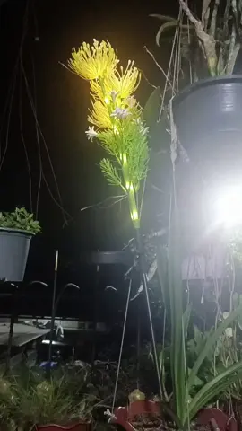 ไฟห้อยระย้าโซล่าเซลล์ แสงเหลือง#ไฟห้อยระย้าโซล่าเซลล์ #ไฟระย้า #tiktokshopครีเอเตอร์ @เป่า ปุ่นจิน พารวย 