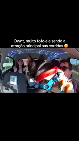 Muito fofinho ele sendo a atração principal durante as corridas 🥰🥰 #vidadeuber #viral #foryou #foryoupage #trending 