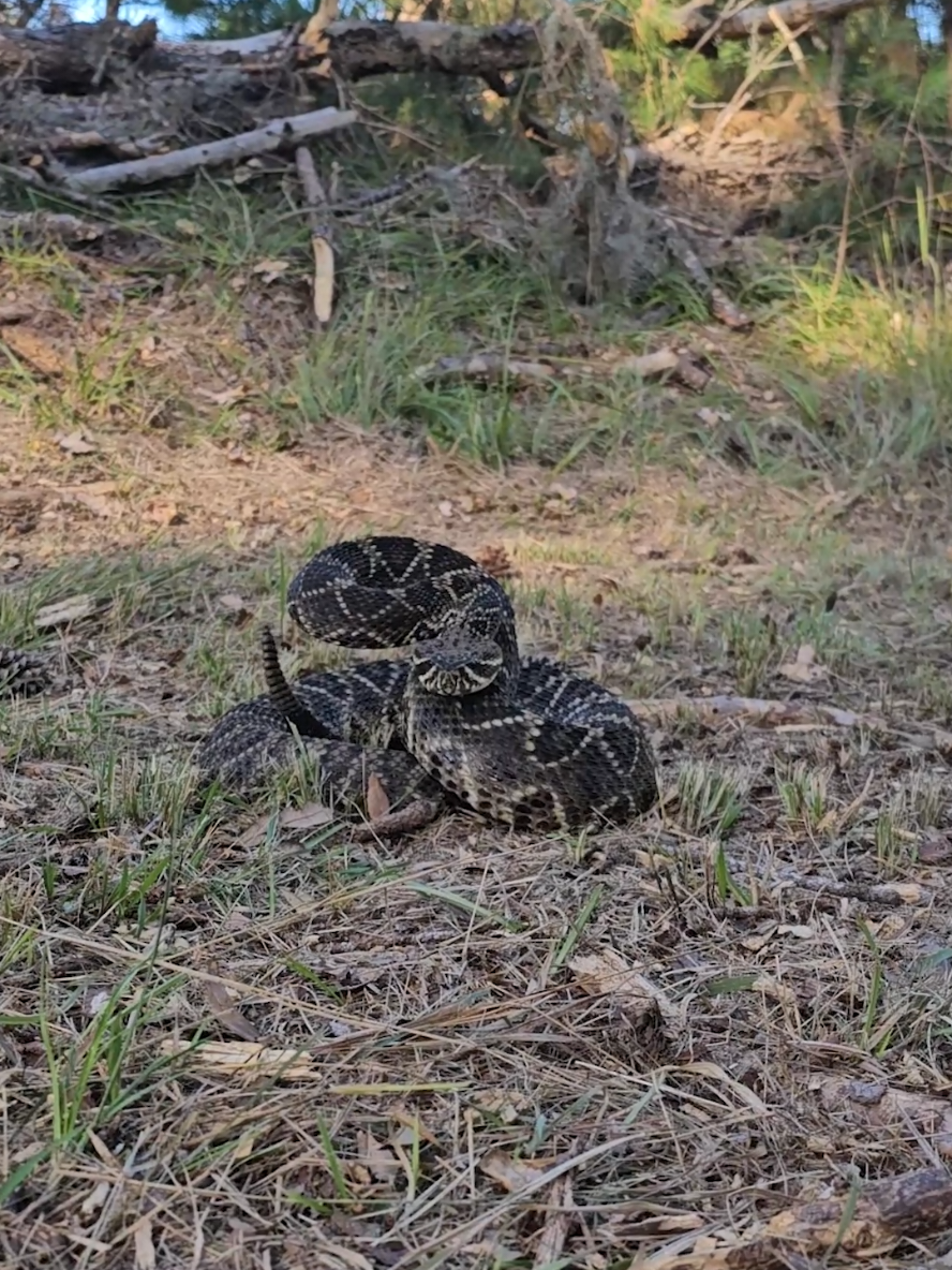 Standing on Business! #wildlifephotography #savannah #snakes #nikon 