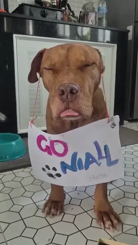 Today’s the day! In just a few hours Niall takes on the Bangkok Marathon with less than 30 days training🏃 Join us in wishing him the biggest GOOD LUCK! We’ll be sharing lots of your kind words with him during his run❤️ #streetdogs #dogsoftiktok #dogsofthailand #bangkokmarathon 