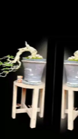 wacang vs sakura bos..DM sja wes KLO cocok