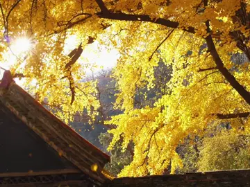 “Không cầu người nhớ, không trách người quên, tâm an thì vạn sự đều nhàn.” #huutinh #phongcanh #cotrang 