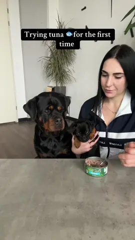 I knew they would like it 😀🤎🖤 #rottweiler #griffon #puppy #Love 