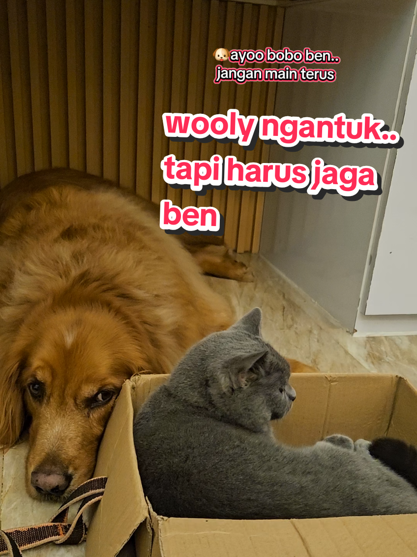 wooly ngantuk.. tapi harus jaga ben