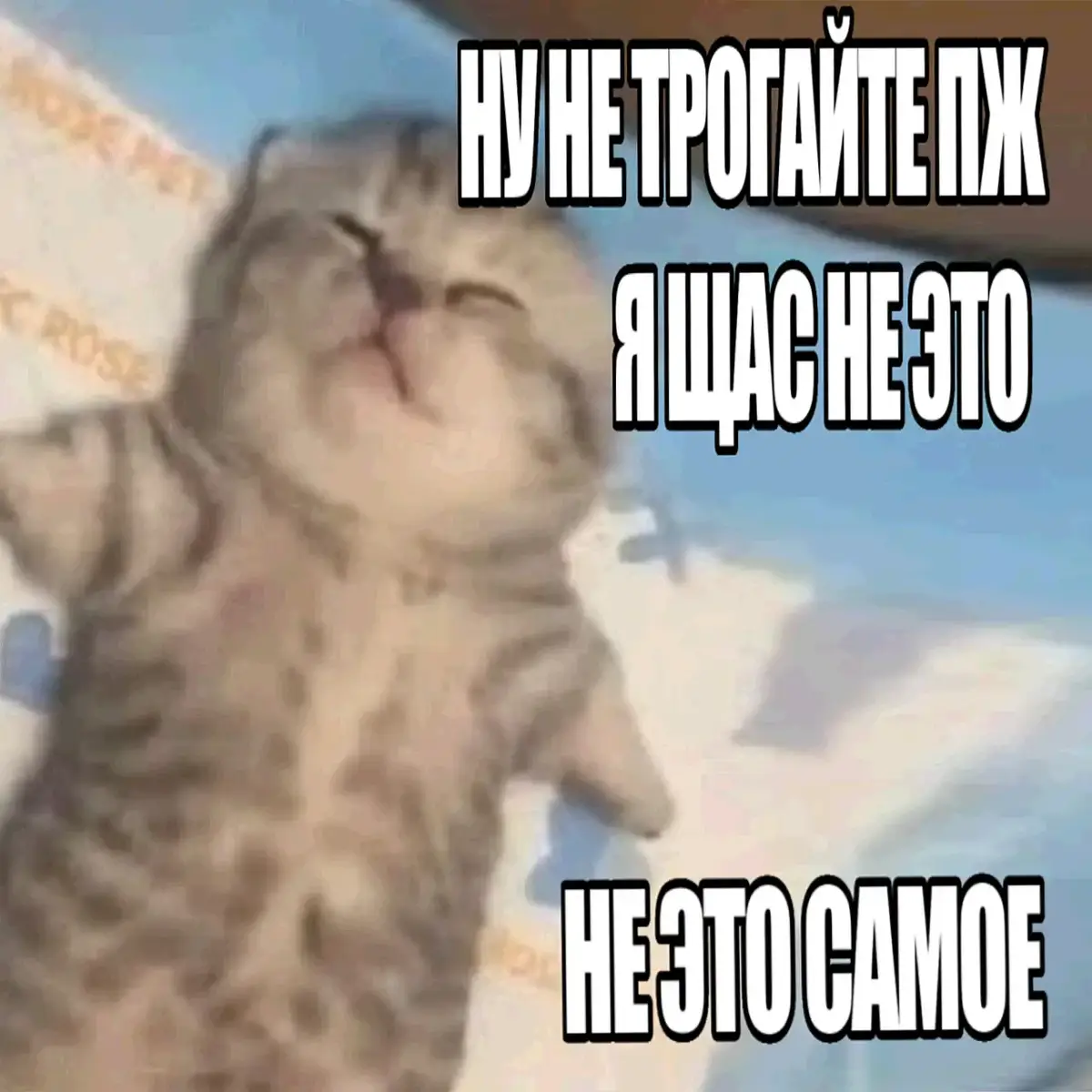 #кот #щитпостинг #настроение #мем