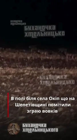 В полі біля села Окіп що на Шепетівщині помітили зграю вовків@b.o.g.d.a.n.AGRO 