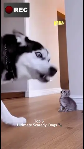 #fyp #funnyvideo #cat #dog 