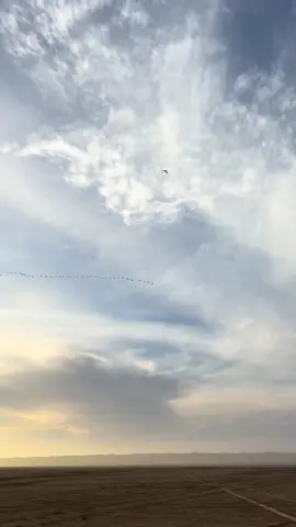 #onthisday #شاهين_وحش #جير_شاهين #تلقيف_شاهين_وحش #وحش          @عبدالرحيم الحوران  @فايز | Al-Anazi 🪶.  @سعيد بن سالم🪶 